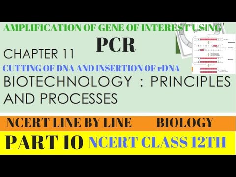 higher biology pcr essay