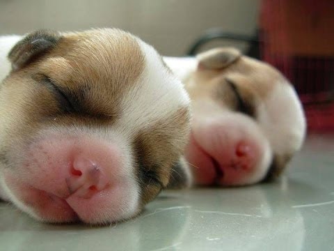 Comedia - Filhotes De Cachorro Bonitos Que Fazem Coisas Engraçadas Vídeo Engraçado Gatos \u0026 Cães