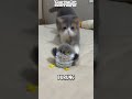 Kucing sayang boneka burung hantu