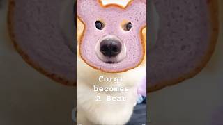 Corgi loves its new identity #dog #corgi #funnyshorts #cute #corgis #funnyvideo #funnydogs