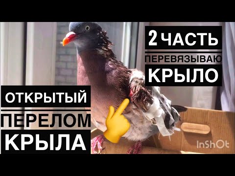 Открытый перелом крыла у голубя, как наложить повязку? 2часть
