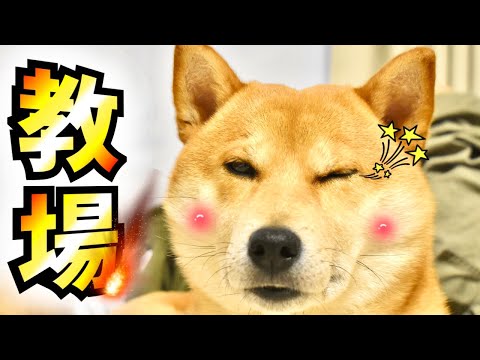 月9ドラマを見過ぎた柴犬こむぎのG.W【あるじのステップ】三浦半島ジブリ