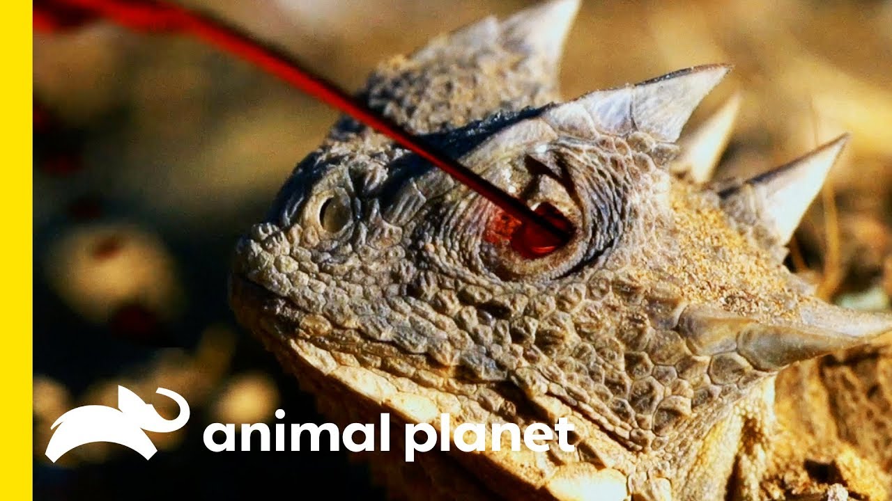 How Do Lizards Defend Themselves?