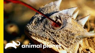 This Small But Mighty Lizard Has An Incredible Defense Mechanism | Little Giants