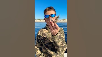 How to hook DEAD SHRIMP Like a Pro for MONSTER Catches? #fishing #shrimp  🦐🍤