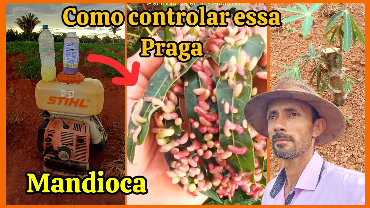 Melhor incetisida para controle da mosca das galhas, mandarova e mosca do broto,🧪cloropirifos 🧬