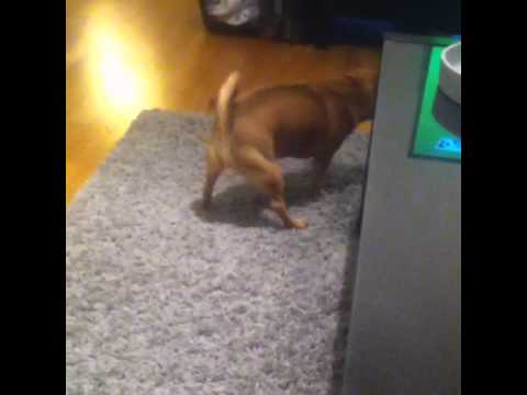 chihuahua twerking