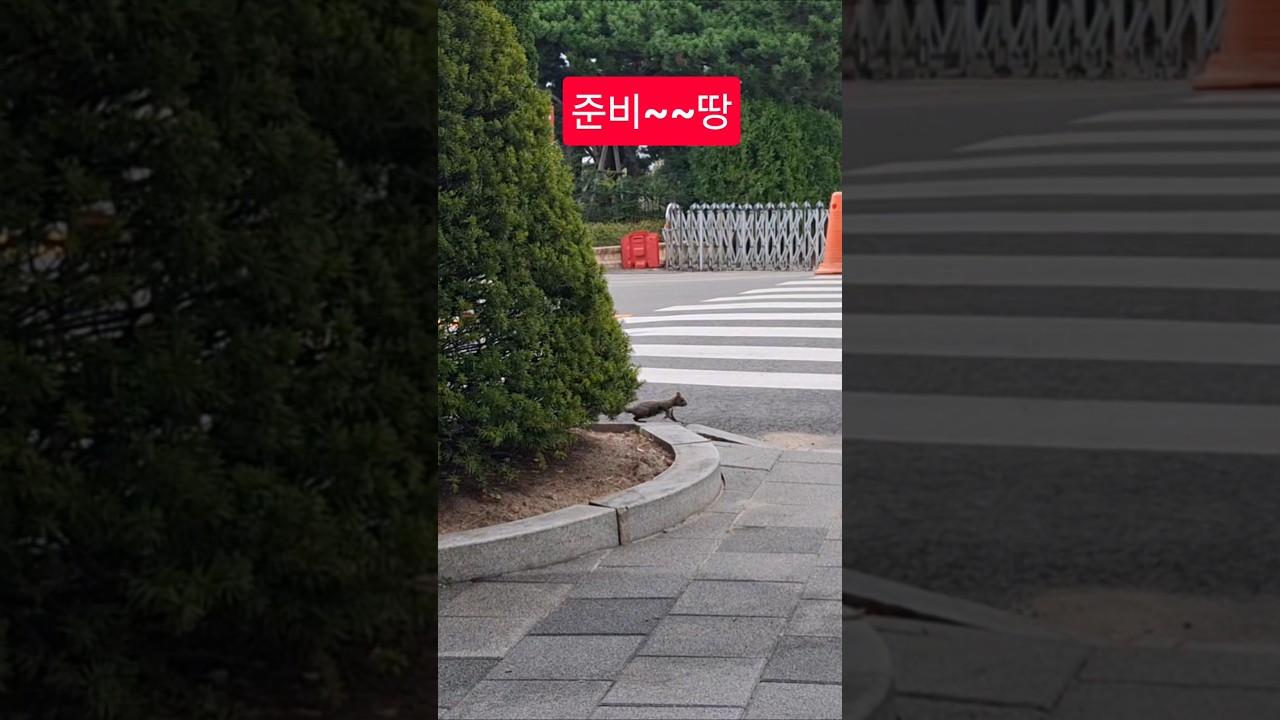 경마장에 청설모#경마 #말 #달려라말 #shorts