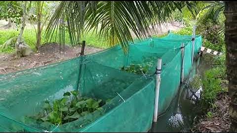 NUÔI RẮN RI VÔI RI CÁ TRÔNG VÈO LƯỚI. ĐT.0327487112