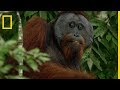 Lalimentation des orangsoutans