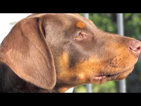 Maxwell (Our Doberman Puppy) At 3 Months - Youtube