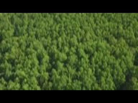 Oak forests are unique ecosystems rich in biodiveristy