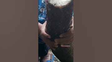 🔴 PANEN SINGKONG KINGKONG INDONESIA‼️ #shorts #short #satisfying #subscribe #trending #shortvideo