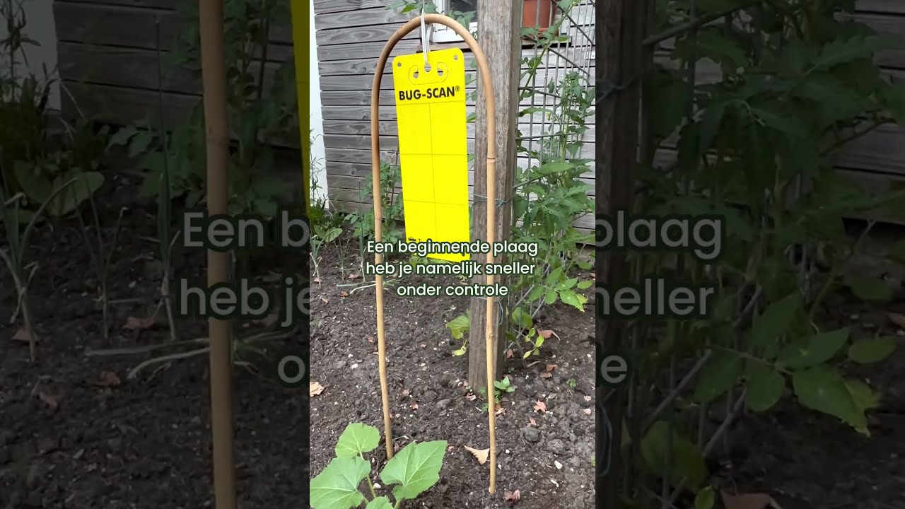 Zo Bestrijd N Voorkom Je Witte Vlieg In De Moestuin 