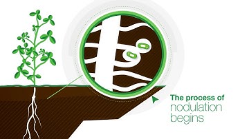 BASF Inoculants - The Basics Behind Rhizobia Bacteria