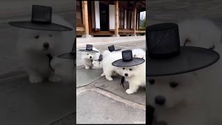 Download Lagu Samoyeds Cosplaying KDH Saja Boys MP3 Download Lagu Samoyeds Cosplaying KDH Saja Boys MP3
