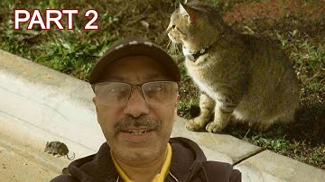 WHAT HAPPENS IF YOUR CAT LOSES THE GPS TRACKER #GPSTRACKER #gps #DOGCOLLAR #pettracker