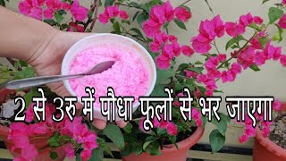 रातो रात पौधा फूलों से भर जाएगा एक बार इसका इस्तेमाल करके देखो |Use This Get Maximum Bloom Overnight