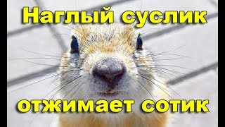 Суслик с*ка наглый