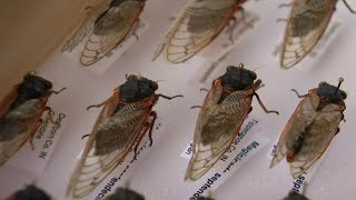 The cicadas are coming: When, where to expect insect invasion