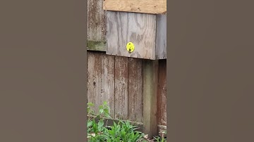 scout bees checking swarm trap