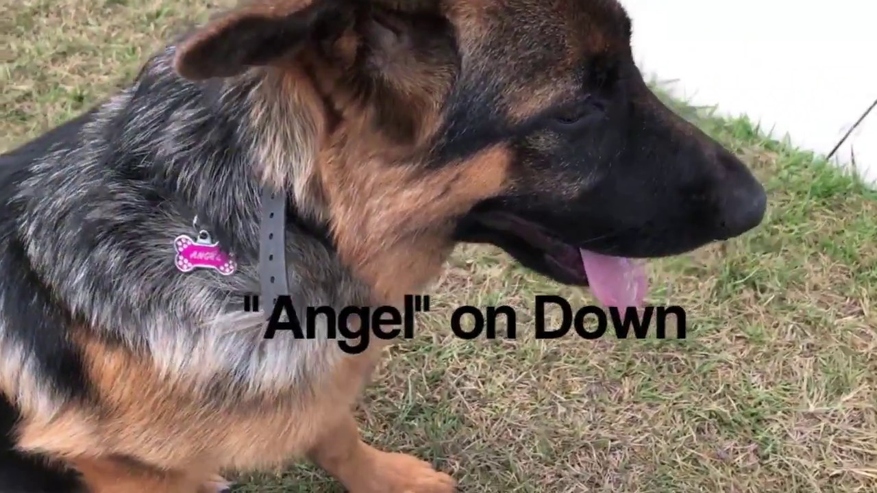 5 Month old German Shepherd "Angel"/ Orlando dog trainer/ Best dog