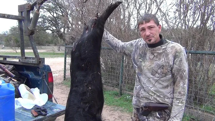 Texas Feral Hog Down, AR15 .223 Head Shot