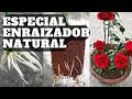 Especial 14 de Febrero || Enraizador Natural || Como enraizar rosal || ROSAS || Bananafabric