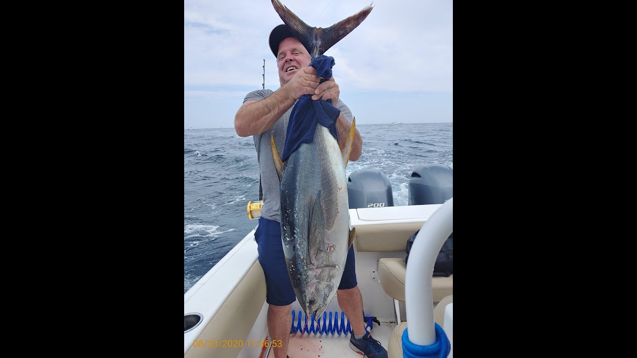 WHALES, DOLPHINS, & TUNA