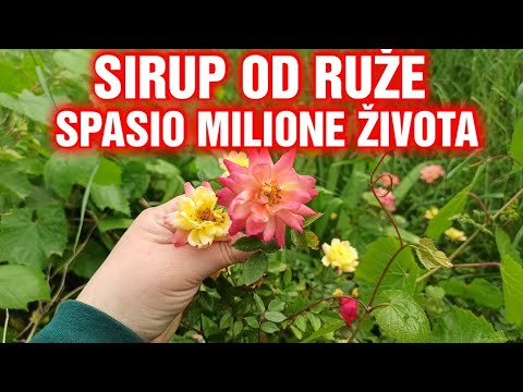 Video: Koje su latice ruže jestive?