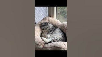 Lazy Cat
