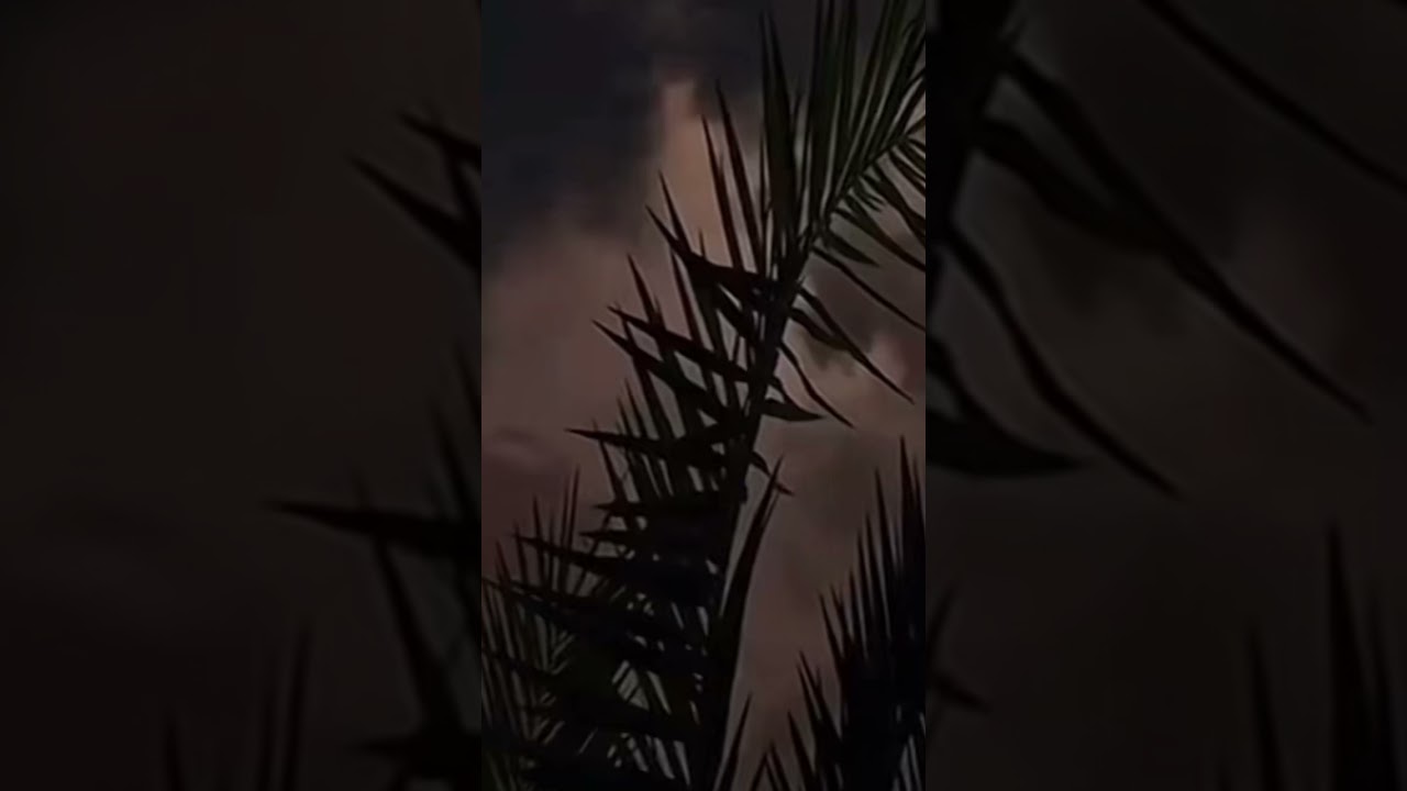 بيشي _ سعد الثويني _ بويوسف