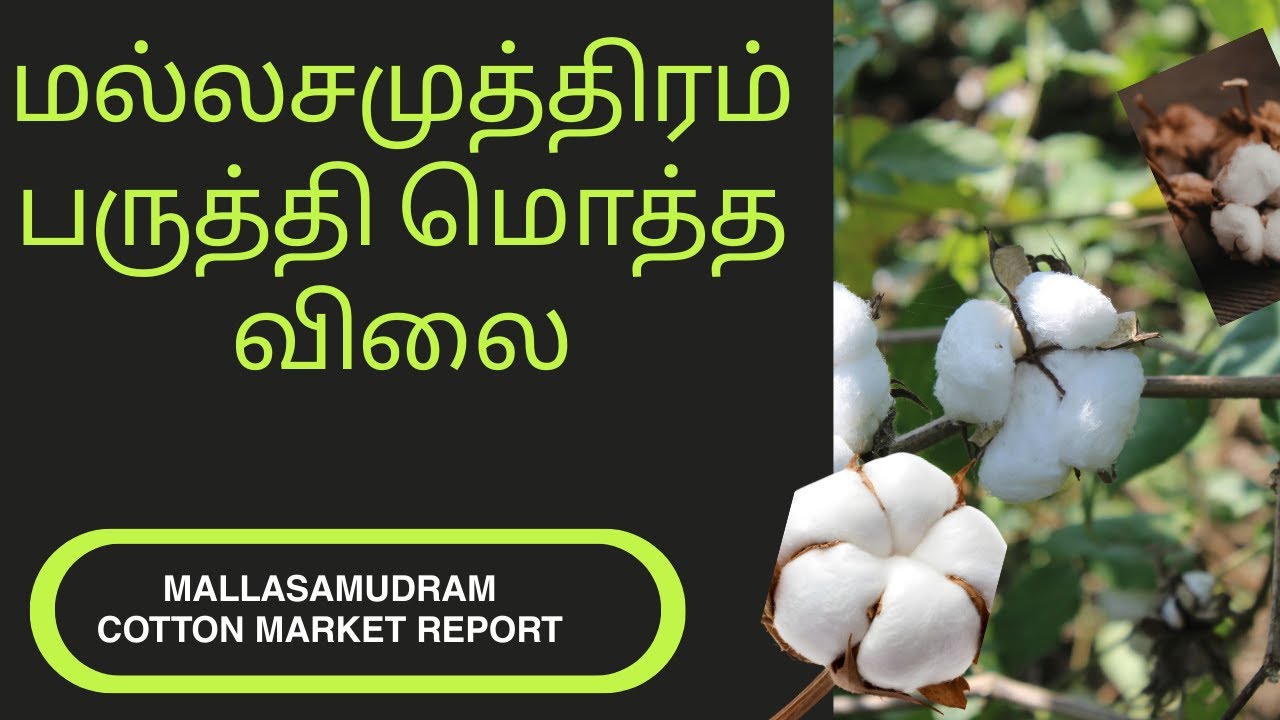மல்லசமுத்திரம் பருத்தி சந்தை அறிக்கை | Cotton Wholesale Rate at Mallasamudram | Farmers Price Report