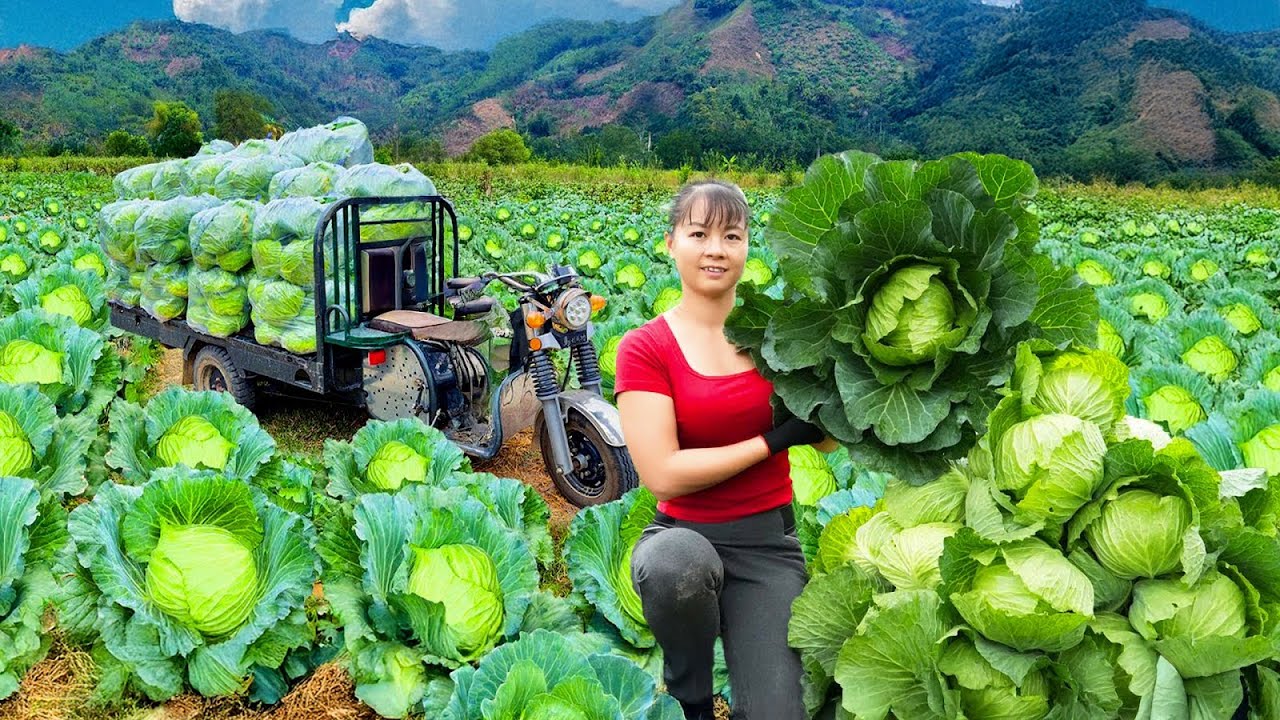 Harvesting Cabbage on the Farm and Cooking Meat Rolls Over the Fire | Phuong Harvest Life