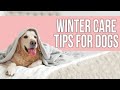 Easy Winter Care Tips for Dogs You Should Know