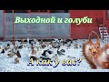 Голуби снег и выходной(А как у вас?)Pigeons snow and day off (How are you?)