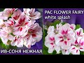 ИВ-СОНЯ НЕЖНАЯ и PAC FLOWER FAIRY white splash. Пеларгонии глазастики.