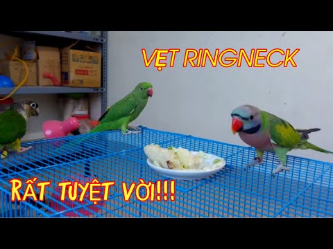 Video: Nhiệt độ ngoài trời an toàn cho chó