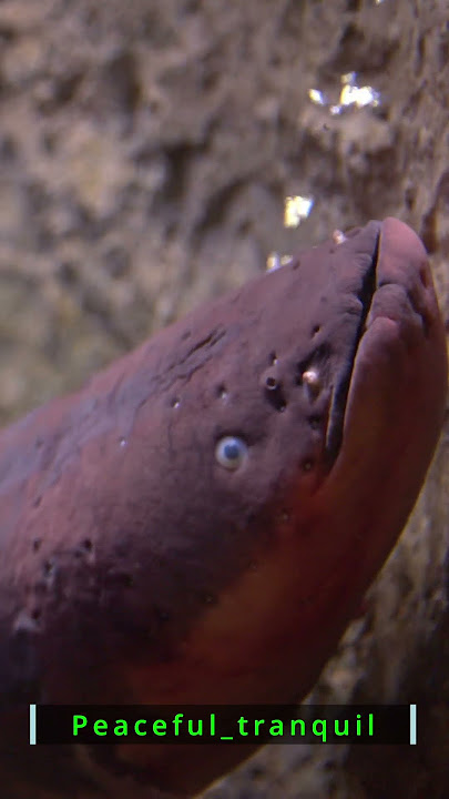 This Eel’s Stillness Feels Unnaturally Calm | Peaceful_Tranquil
