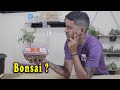 Bonsai de Supermercado Jabuticaba- O QUE FAZER?