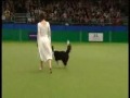 Claudia Moser, Celtic dream freestyle routine, Crufts 2009