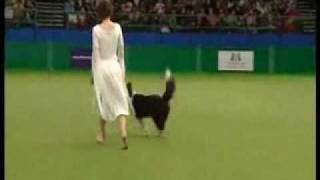 Claudia Moser, Celtic dream freestyle routine, Crufts 2009