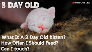 3 Day Old Cute Cats drx: Can I Touch Them? How Often Should I Feed My Kitty? by Cute Cats Devon Rex 823 views 1 year ago 1 minute, 46 seconds
