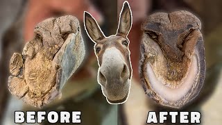 Rescue a donkey tortured by "dry and festering" hooves | farrier