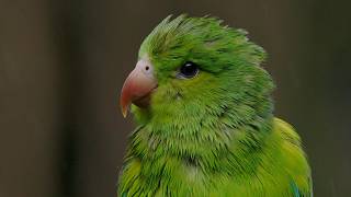 Explore South Americas Spectacular Rainforest | The Wild Place | BBC Studios
