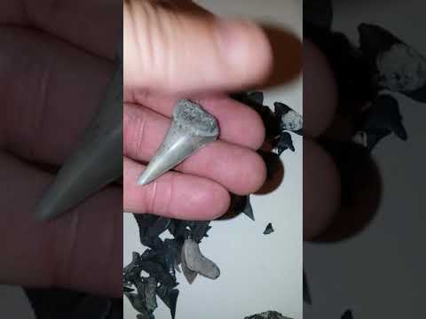 camera iphone 8 plus apk Some of my prehistoric shark teeth finds.