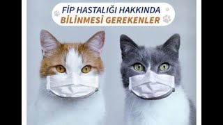 Kedilerin korkulu Rüyası Fip hastalığı!