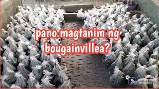 pano kami magtanim ng bougainvillea? | Royale Garden