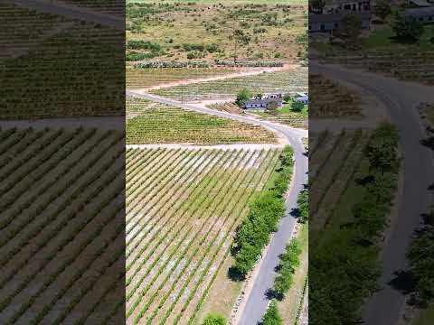 Video: Najboljši vinogradi v Južni Afriki