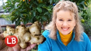 Growing Jerusalem Artichoke (Sunchoke) | Late Bloomer | Episode 1